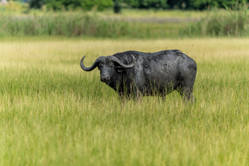 Wall Mural - Buffalo (Syncerus caffer) hanging around in the green season in the Okavango Delta in Botswana