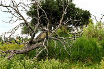 Wall Mural - Leopard (Panthera pardus) hanging around and looking for prey in the Okavango Delta in Botswana 
