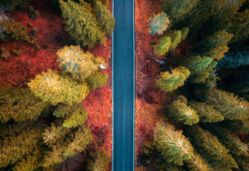 Wall Mural - Aerial view of road in colorful autumn forest at sunset. Dolomites, Italy. Top drone view of road in woods. Beautiful landscape with highway, green pine trees, orange and red leaves in fall. Nature