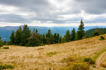 Wall Mural - fir trees on a meadow down the hill to coniferous forest in mountains of ukraine. carpathian landscape under overcast sky in early autumn