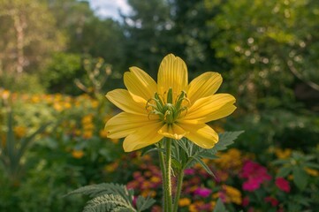Wall Mural - Close-up of a yellow tomato blossom in a vegetable patch