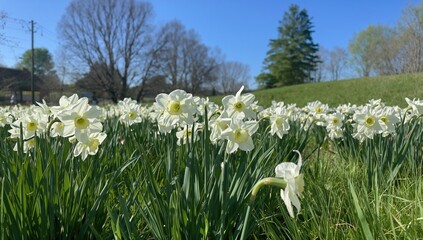 Wall Mural - Expanse of blooming white narcissus flowers
