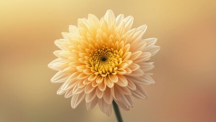 Wall Mural - Blurred background with chrysanthemum bloom