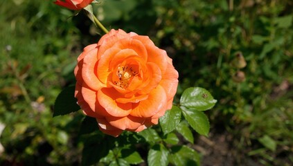 Wall Mural - Orange English rose blooming in a sunny garden setting