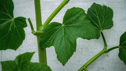 Wall Mural - Close-up photo of green pumpkin vine and leaves on a clear backdrop