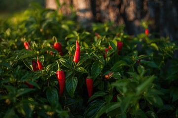 Wall Mural - Detailed shot of red chili peppers growing on a plant