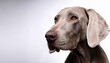 © Johnpaul - Portraits Heads Of Weimaraner Dogs