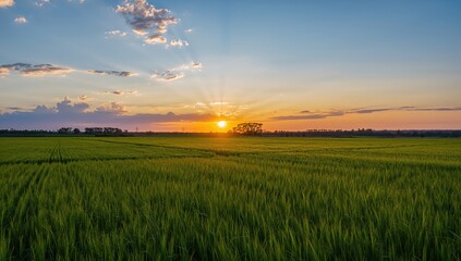 Wall Mural - Agricultural field with lush green grass under a sunset sky filled with clouds