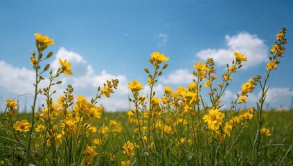 Wall Mural - Vibrant Yellow Blossoms Set Against a Clear Sky