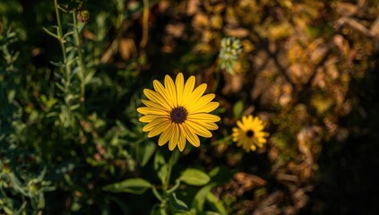 Wall Mural - Yellow Dahlberg daisy blossoming in a garden setting