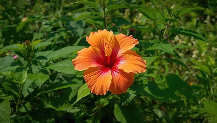 Wall Mural - Gorgeous hibiscus blossom flourishing amidst lush greenery, summer vibes, natural beauty, foliage, floral charm, vibrant colors