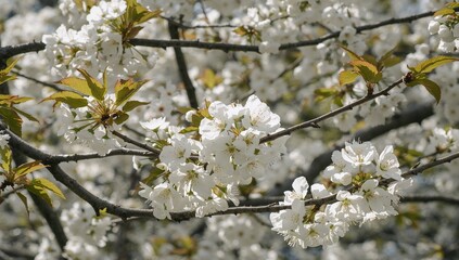 Wall Mural - Cherry tree branches heavy with white flowers, embodying the spirit of spring in peak bloom.