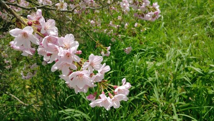 Wall Mural - Spring scene with cherry blossoms at peak bloom and petals fluttering alongside fresh green shoots