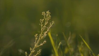 Wall Mural - A fragile wildflower glowing in gentle sunlight, its small leaves and buds stretching upward amidst a softly blurred verdant backdrop, showcasing the serene charm of nature