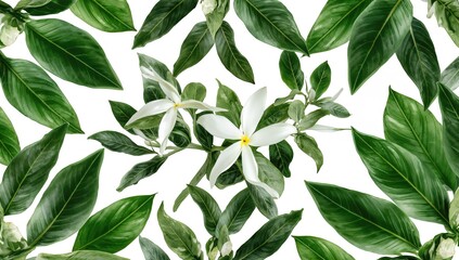 Wall Mural - Cluster of vibrant green Plumeria foliage set against a white backdrop