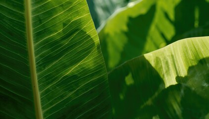 Wall Mural - Close-up view of vibrant green banana foliage