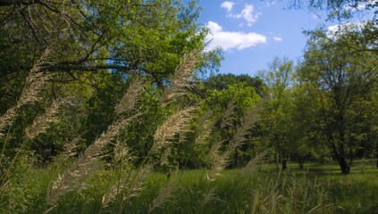 Wall Mural - Paspalum dilatatum, commonly known as dallisgrass, characterized by sticky seed clusters