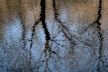 Wall Mural - Blurred abstract backdrop featuring water ripples and reflected tree silhouettes illuminated by natural light