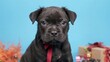 © TheWaterMeloonProjec - Young black American Staffordshire Terrier puppy on a blue backdrop, playful and loving dog with fluffy hair, perfect as a gift or for sale during Halloween fun