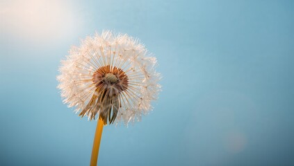 Wall Mural - Close-up of a dew-covered dandelion against a vibrant blue backdrop