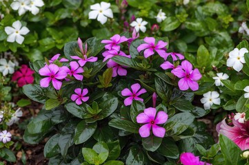 Wall Mural - Colorful Catharanthus roseus plant showcasing vibrant blossoms in a natural garden setting