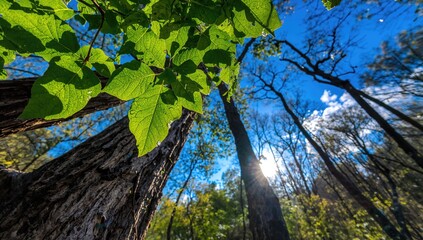 Wall Mural - Fresh green foliage under a sunny blue sky in springtime