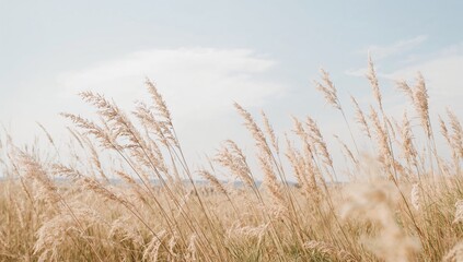 Naklejka na meble Beige plants and dry grass stalks against a soft, natural backdrop in a modern minimalist design.