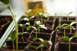 © Johnér - Young plants arranged in plastic containers