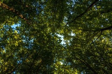Wall Mural - Green forest and nature. Nature green leaf on blurred greenery background with copy space. Natural green plants landscape, ecology wallpaper concept. Green texture background. Tree bokeh.