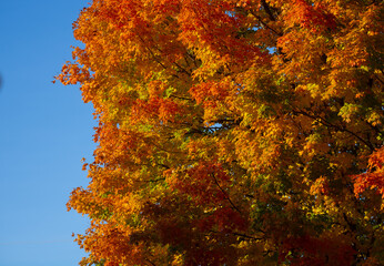 Wall Mural - Autumn fall background. Maple leaves in autumn. Autumnal landscape. Nature of fall. Natural beauty of fall. Falling leaves. Fallen leaves autumn wallpaper. Autumn leaves. Fall foliage.