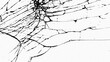 © MFKRT - Cracked glass on transparent background. Broken pattern texture,  abstract of cracked. Break windshield glass vector illustration. Black isolated