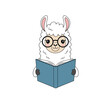 © Marufa - A fluffy llama wearing glasses reads a book with enthusiasm.