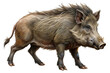 © PNG HOUSE - Illustration of wild boar standing, isolated on transparent background