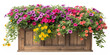 © Masum - Vibrant Petunia Flower Wooden Window Box Transparent Background