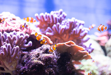 Wall Mural - Clown fish in the deep sea. Exotic colorful fish in clear water. Blurred background. 