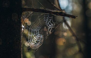 Spider web in the forest