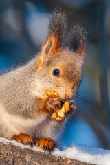 Wall Mural - The squirrel with nut sits on tree in the winter or late autumn