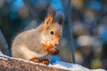 Wall Mural - The squirrel with nut sits on tree in the winter or late autumn