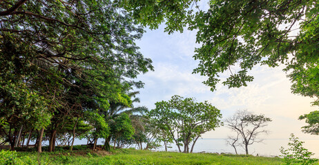 Wall Mural - Lush green forest with a body of water in the background