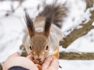 Wall Mural - Squirrel eats nuts from a man's hand. Caring for animals in winter or autumn.