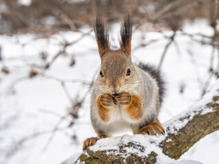 Wall Mural - The squirrel with nut sits on tree in the winter or late autumn