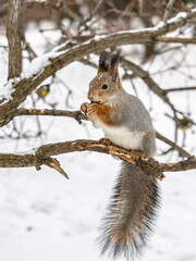 Wall Mural - The squirrel with nut sits on tree in the winter or late autumn