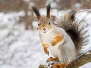 Wall Mural - Squirrel in winter sits on a tree trunk with snow
