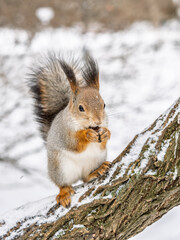 Wall Mural - The squirrel with nut sits on tree in the winter or late autumn