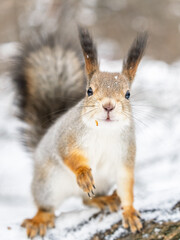 Wall Mural - Squirrel in winter sits on a tree trunk with snow
