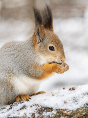 Wall Mural - The squirrel with nut sits on tree in the winter or late autumn