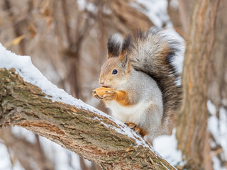 Wall Mural - The squirrel with nut sits on tree in the winter or late autumn