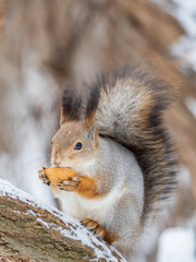 Wall Mural - The squirrel with nut sits on tree in the winter or late autumn