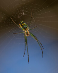 spider on the web