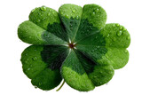 Lucky four leaf clover close up with water droplets for st patricks isolated on transparent background